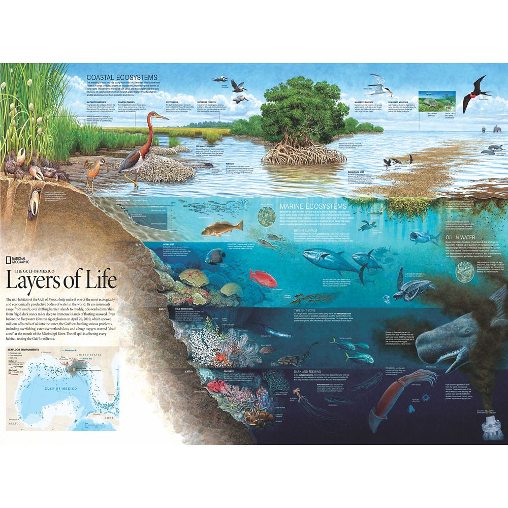 Layers of Life Puzzle – National Geographic