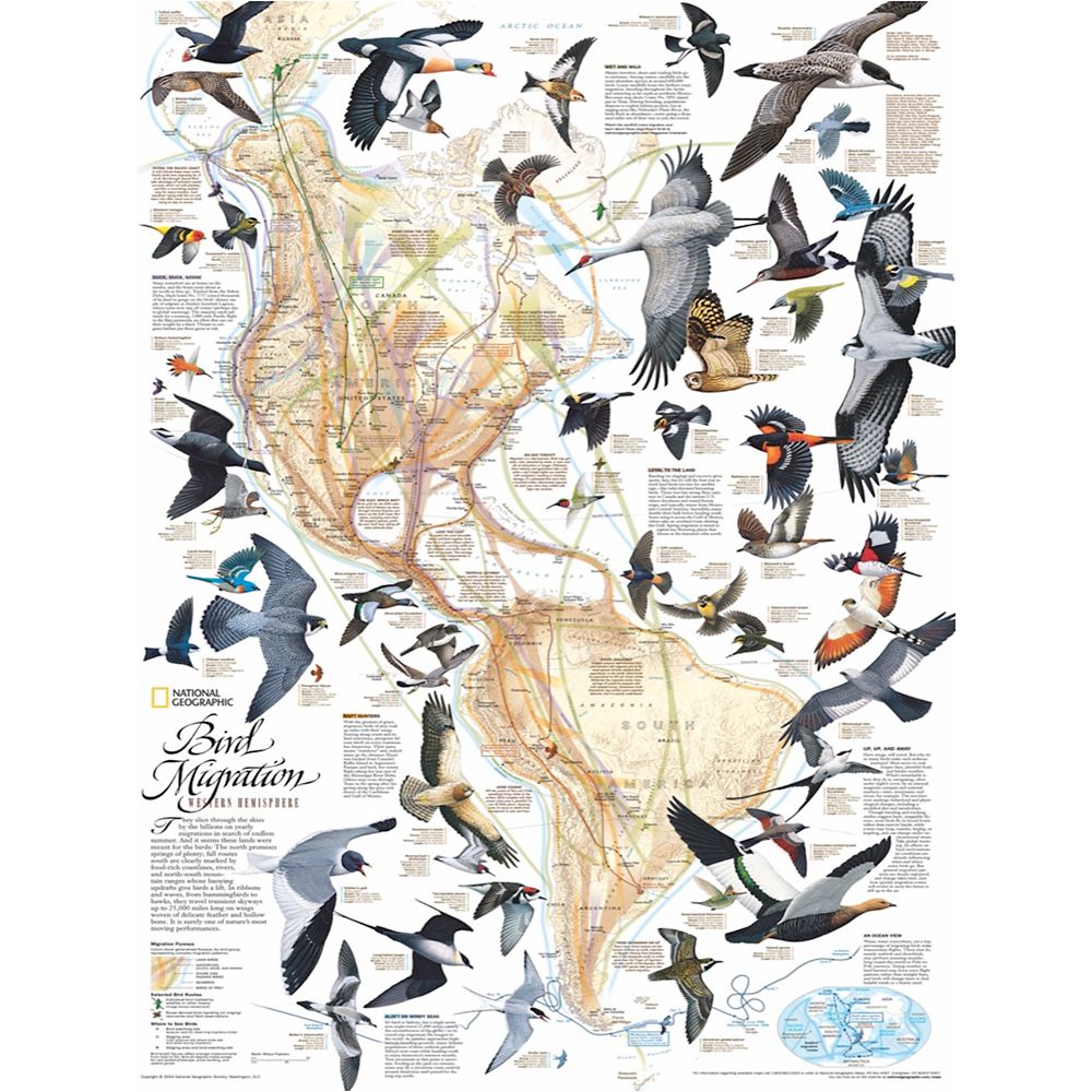 Bird Migration Puzzle – National Geographic