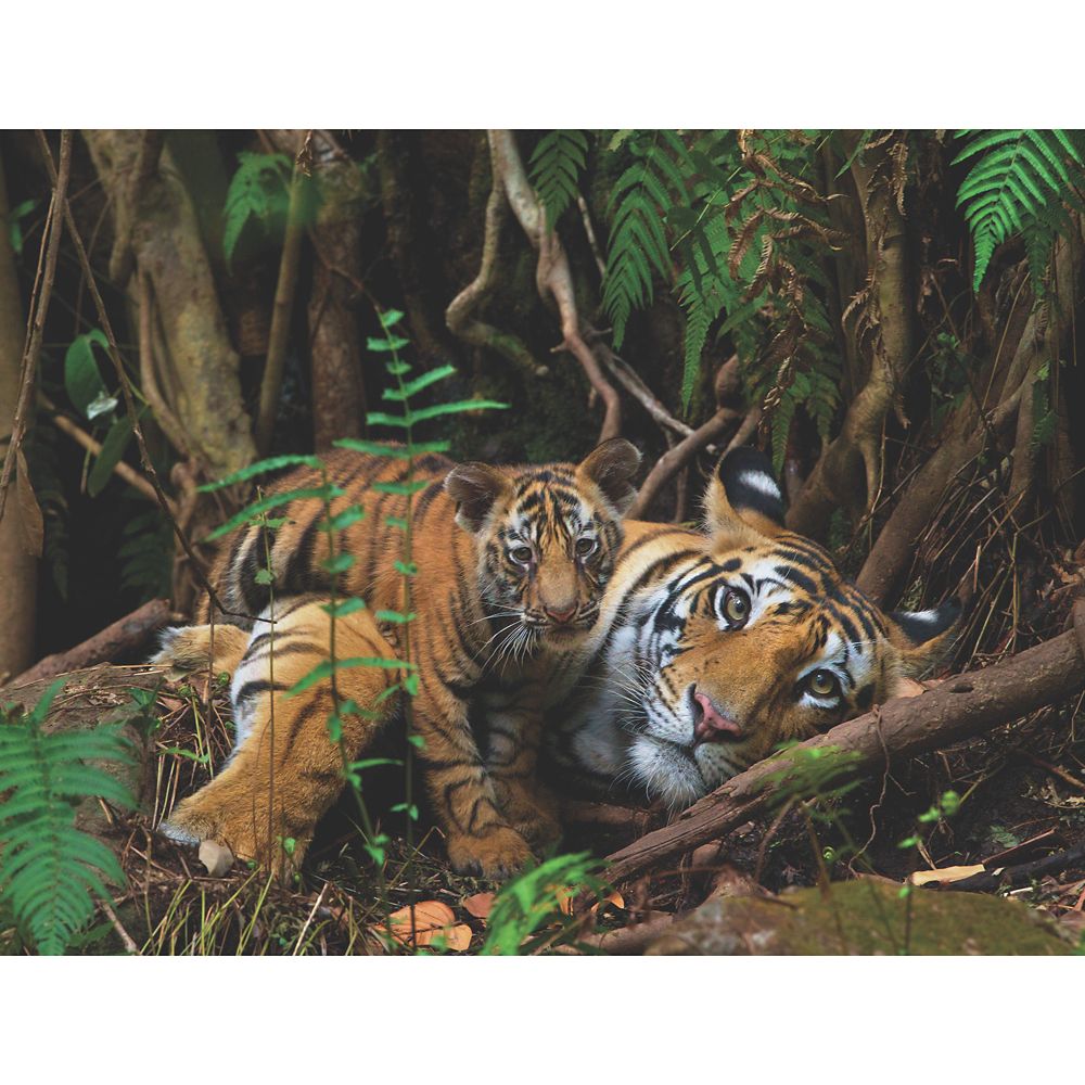 Mother Tiger Puzzle – National Geographic