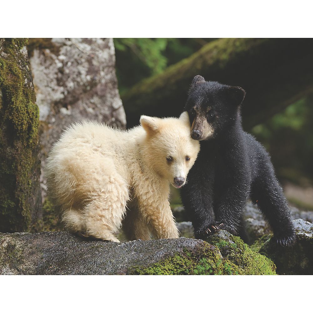 Bear Buddies Puzzle – National Geographic