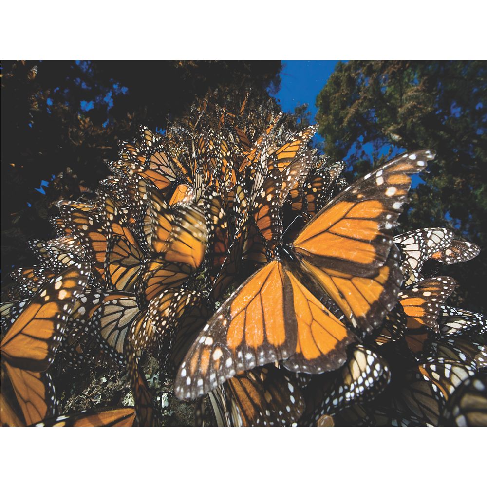 Monarch Butterflies Puzzle – National Geographic