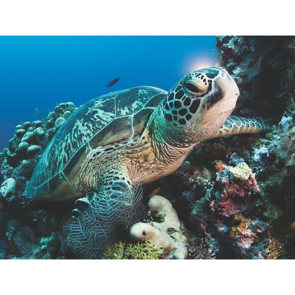 Green Sea Turtle Puzzle – National Geographic