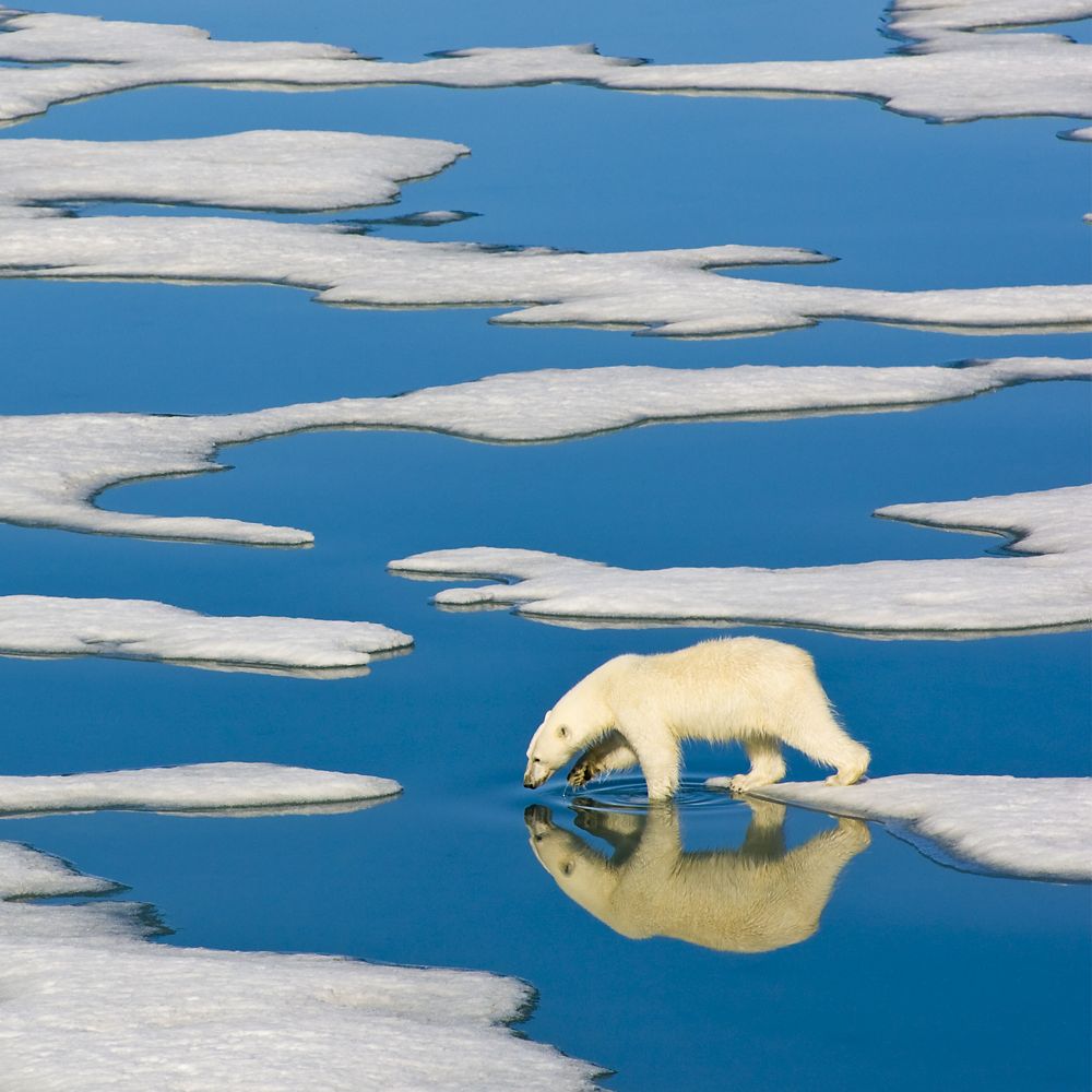 Polar Bear on Ice Puzzle – National Geographic