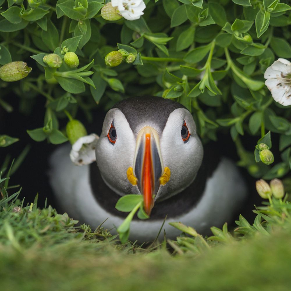 Puffin Chick Puzzle – National Geographic