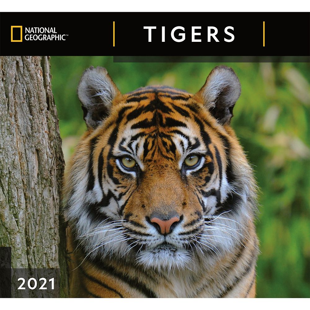 National Geographic 2021 Tigers Wall Calendar