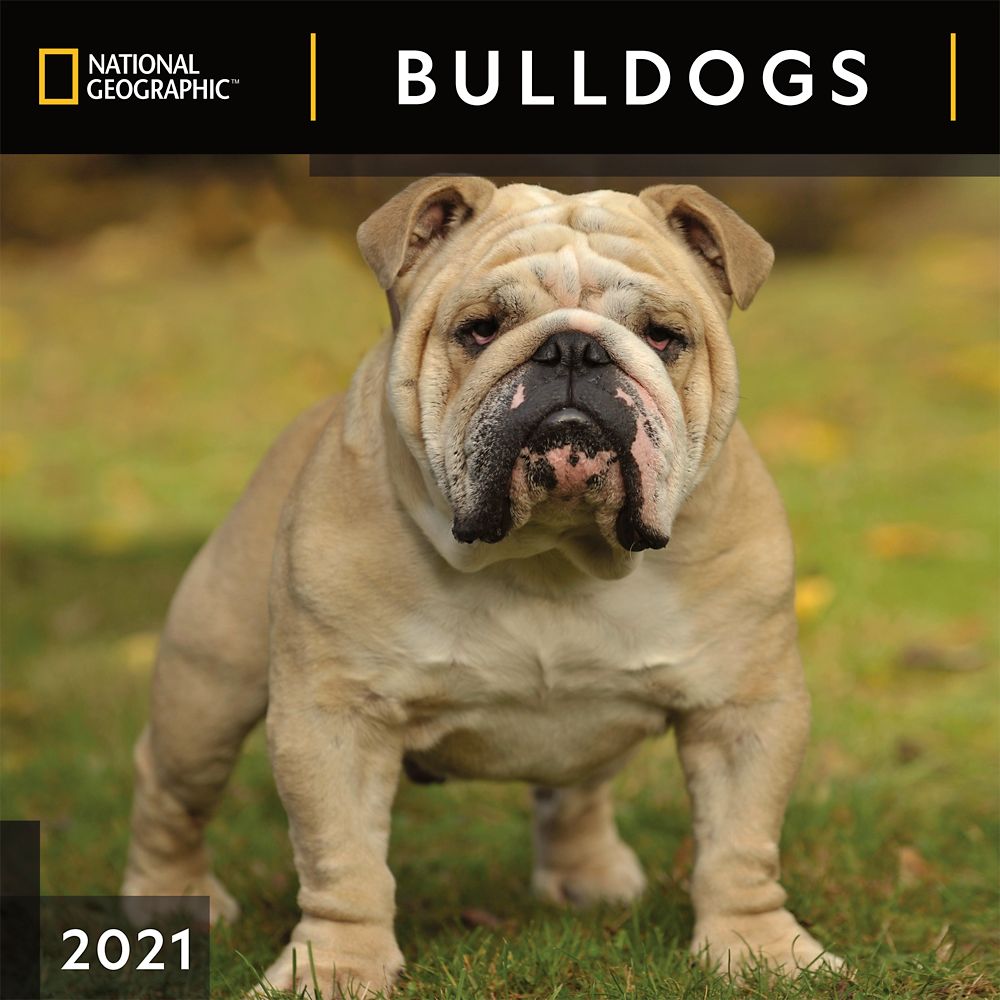 National Geographic 2021 Bulldogs Wall Calendar