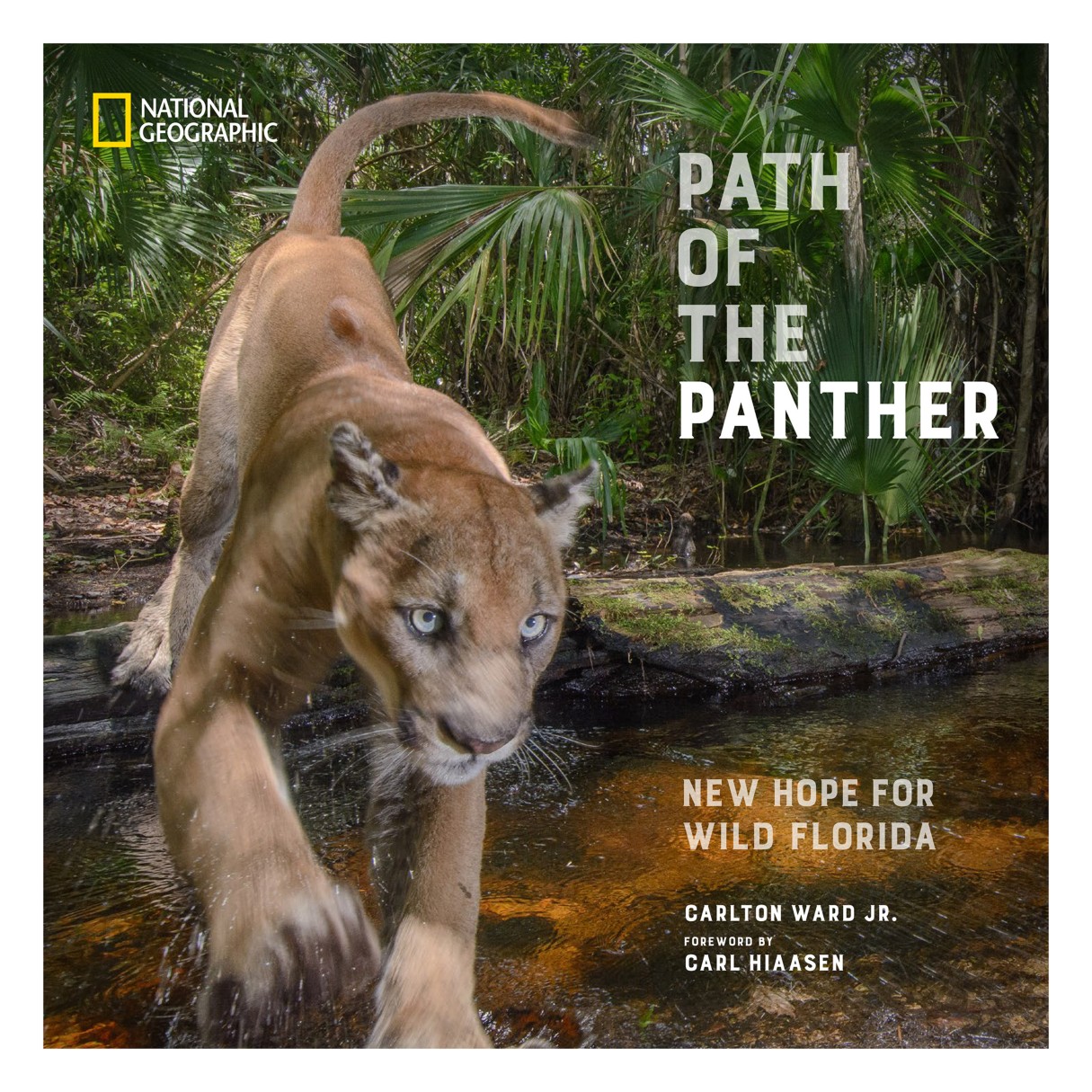 Path of the Panther Book – National Geographic