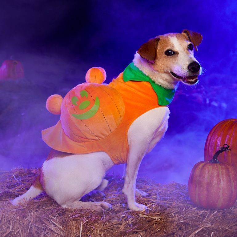 Background image of Pet Costumes